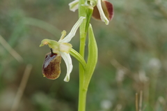 Ophrys sphegodes