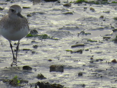 Pluvialis squatarola