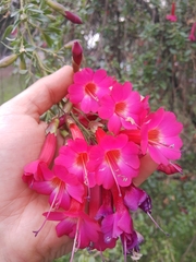 Cantua