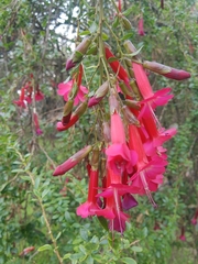 Cantua