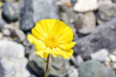 Geraea canescens