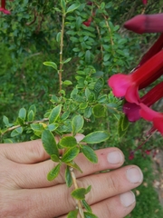 Cantua