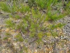 Allocasuarina thalassoscopica