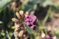 Bellevalia kurdistanica