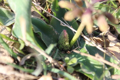 Bellevalia kurdistanica