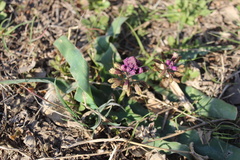Bellevalia kurdistanica
