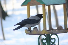 Corvus cornix