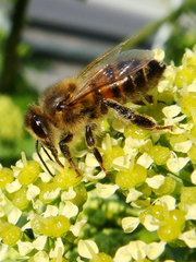 Apis mellifera
