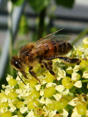 Apis mellifera