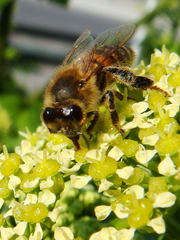 Apis mellifera