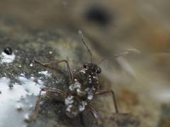 Microvelia americana