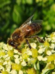 Apis mellifera