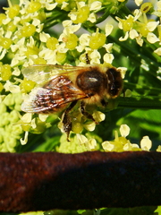 Apis mellifera