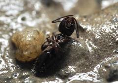 Camponotus caryae