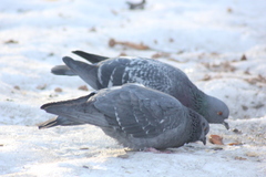 Columba livia domestica