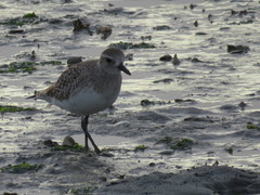 Pluvialis squatarola