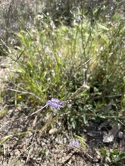 Verbena menthifolia