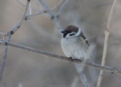 Passer montanus