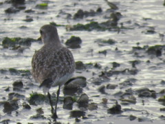 Pluvialis squatarola