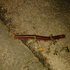 Thyropygus allevatus