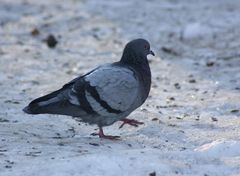 Columba livia domestica