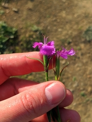 Dianthus gallicus