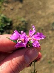 Dianthus gallicus