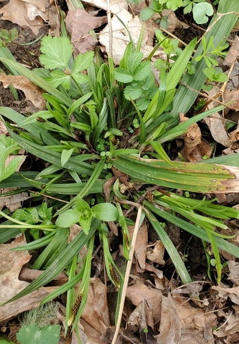 Image of Carey's Sedge (Carex careyana) by no rights reserved