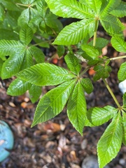 Aesculus pavia image