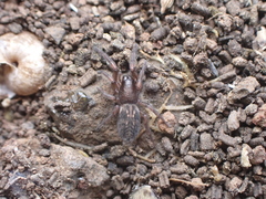 Haplodrassus dalmatensis