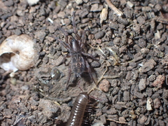 Haplodrassus dalmatensis