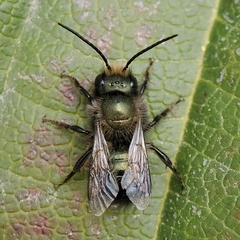 Osmia lignaria