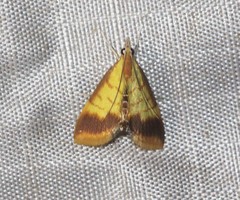 Limbobotys limbolalis