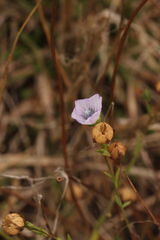 Linum marginale