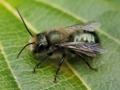 Osmia lignaria