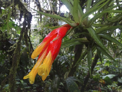 Guzmania angustifolia