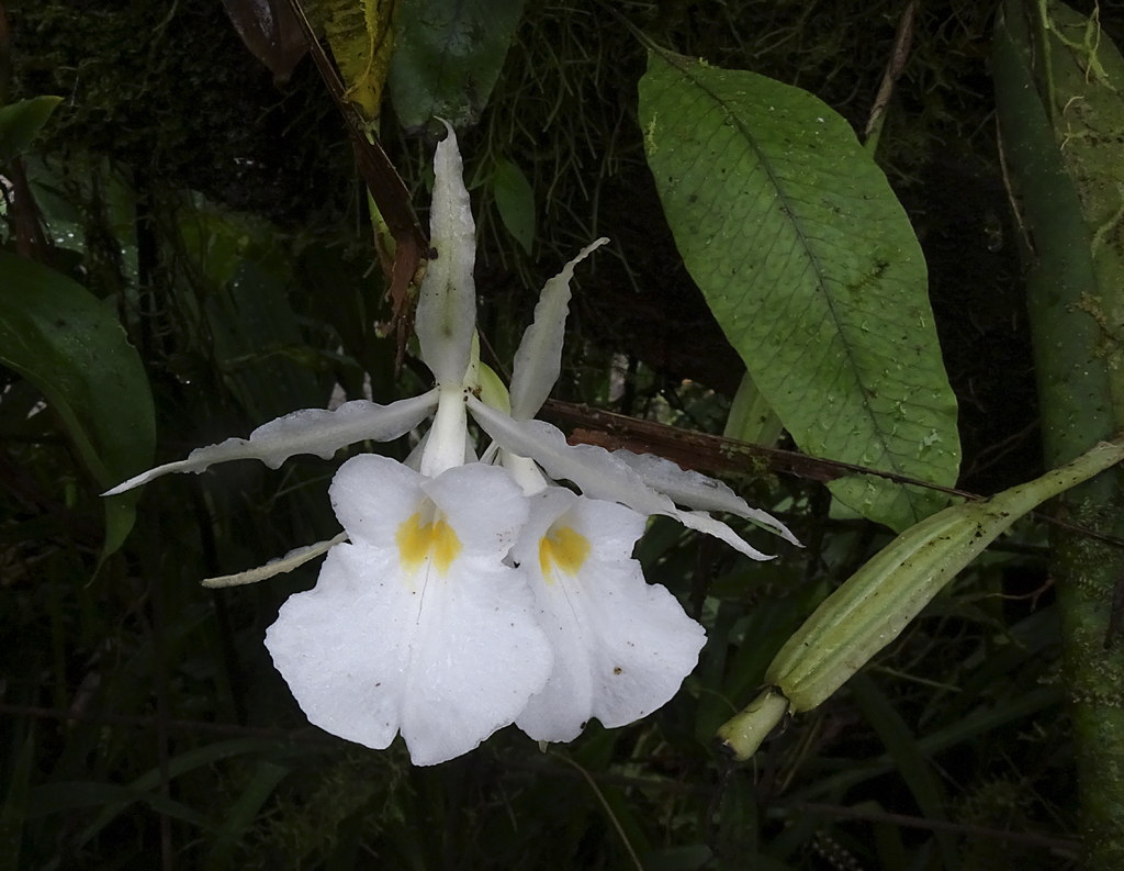 Trichopilia fragrans