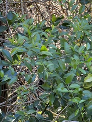 Citrus reticulata image