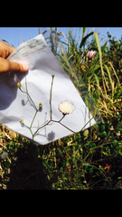 Malacothrix saxatilis tenuifolia