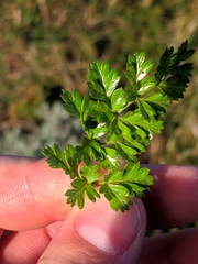 Daucus carota gummifer