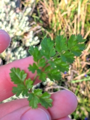Daucus carota gummifer
