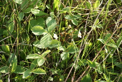 Fragaria vesca vesca