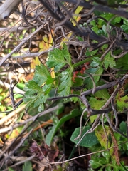 Daucus carota gummifer