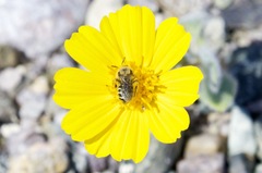 Calliopsis puellae