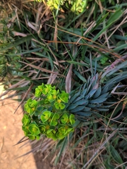 Euphorbia portlandica