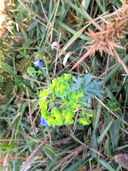 Euphorbia portlandica