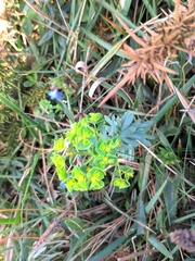 Euphorbia portlandica