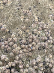 Austrominius modestus