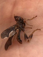 Pyrgota undata