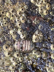 Sypharochiton
